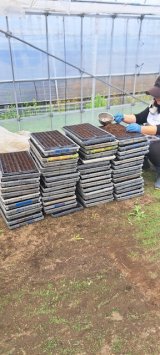 トウモロコシの種まき