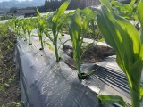 定植18日後のトウモロコシ