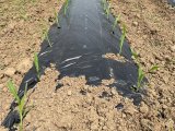 見て分かるトウモロコシの成長具合