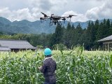 トウモロコシの害虫防除