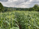 トウモロコシの雄穂が咲き始めました