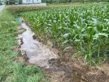 深刻な水不足！トウモロコシ畑に潅水を施しました