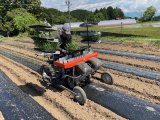 トウモロコシの第１回目の定植作業