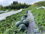 大玉スイカの収穫がはじまりました
