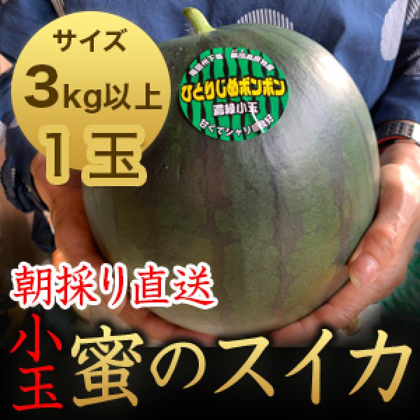 画像1: 信州産 朝取り直送 黒スイカ 小玉《ひとりじめBONBON》３kg以上サイズ【１玉】 (1)