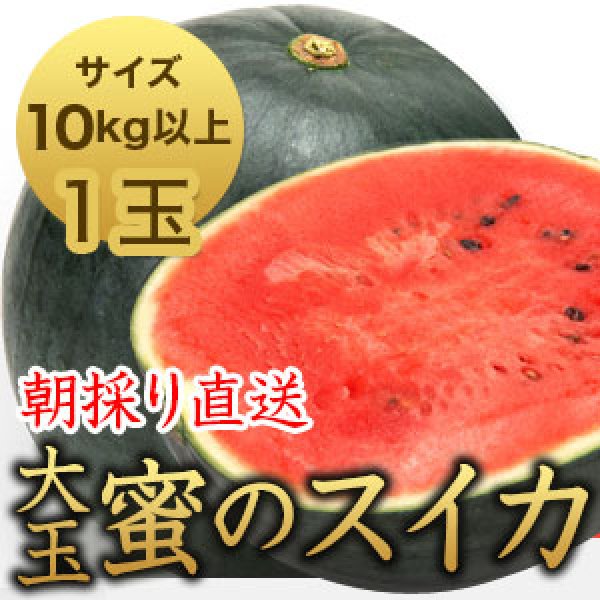 画像1: 信州産 朝取り直送 黒スイカ 大玉《タヒチ》10kg以上 特大サイズ【１玉】 (1)