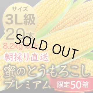 信州産 朝取り直送 蜜のとうもろこし（ゴールドラッシュ）【3L級サイズ
