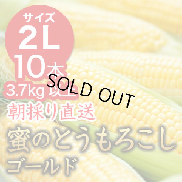 画像1: 信州産 朝取り直送 蜜のとうもろこし（ゴールドラッシュ）【2Lサイズ/10本】 (1)