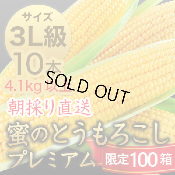 画像1: 信州産 朝取り直送 蜜のとうもろこし（ゴールドラッシュ）【3L級サイズ/10本】 (1)