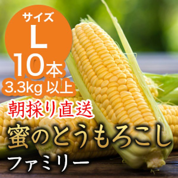 画像1: 信州産 朝取り直送 蜜のとうもろこし（ゴールドラッシュ）【Lサイズ/10本】 (1)