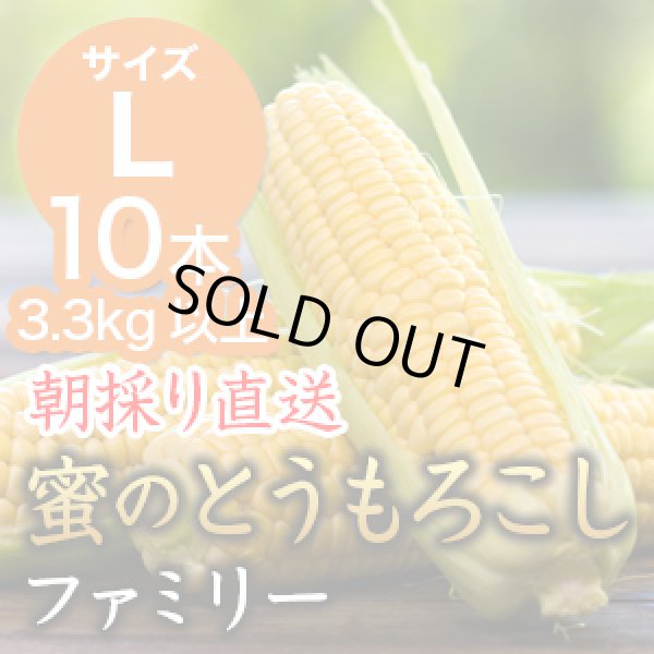 画像1: 信州産 朝取り直送 蜜のとうもろこし（ゴールドラッシュ）【Lサイズ/10本＋1本増量中 8/5まで】 (1)