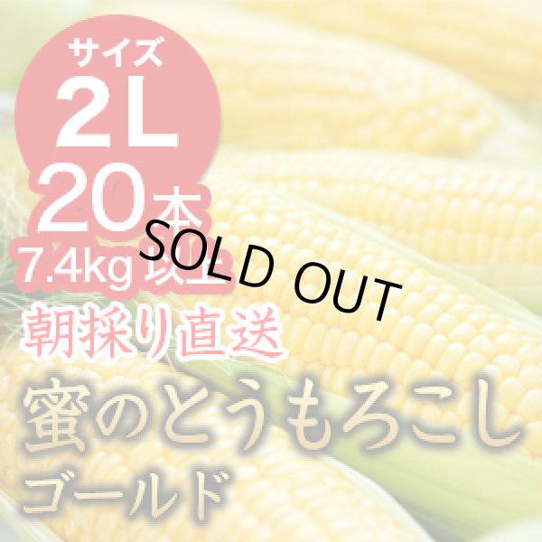 画像1: 信州産 朝取り直送 蜜のとうもろこし（ゴールドラッシュ）【2Lサイズ/20本】 (1)