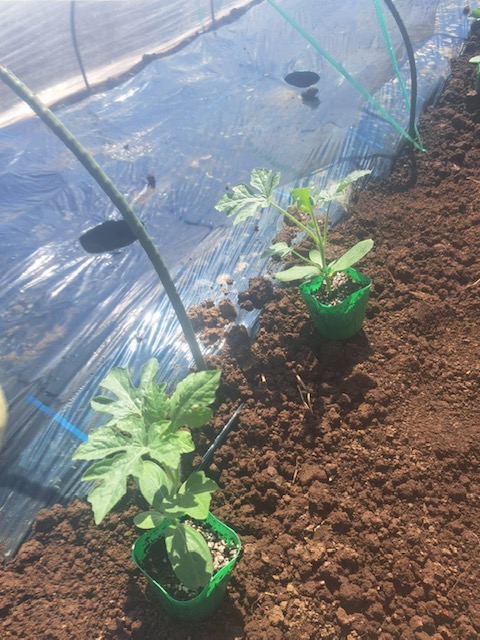 スイカの苗植えを行いました
