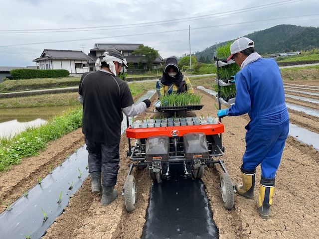 ゴールドラッシュ、3回目の苗植えを行いました