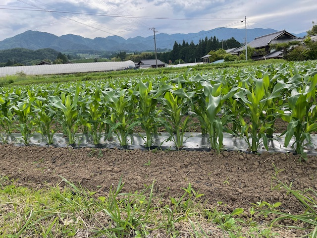 定植から一か月のとうもろこし