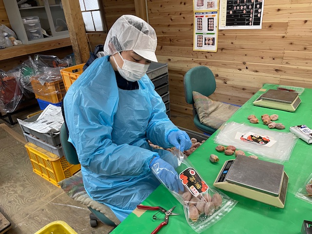 東京農大生が市田柿の農業実習にやってきました