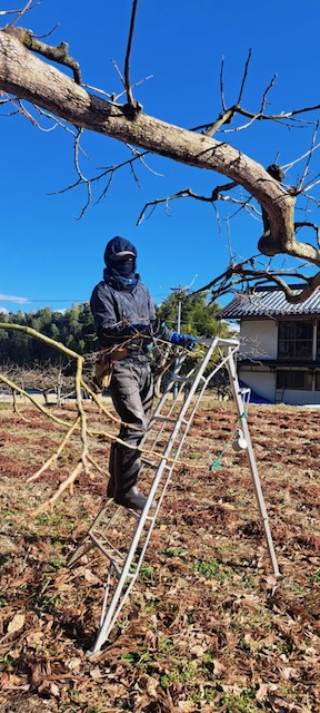 市田柿の剪定作業