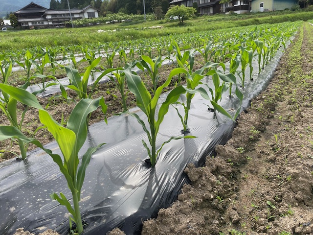 5/8に苗植えしたトウモロコシの様子