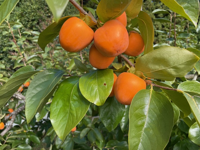 市田柿の収穫、加工作業が始まりました！