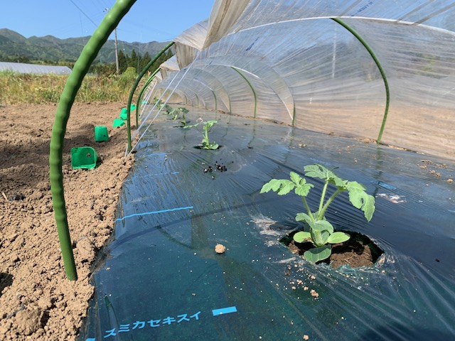 大玉黒スイカの苗植え作業