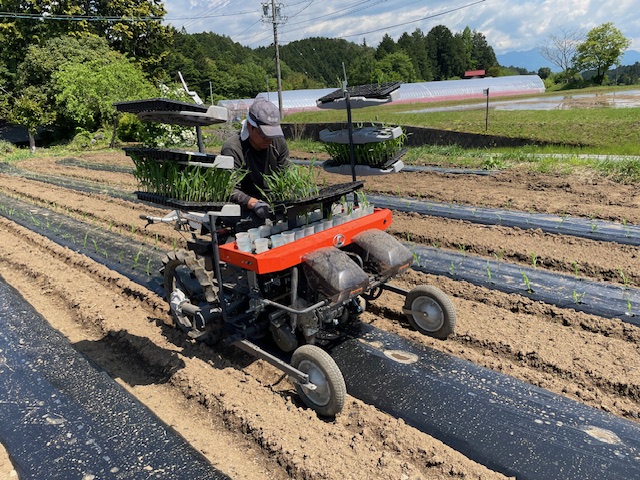 トウモロコシの第１回目の定植作業