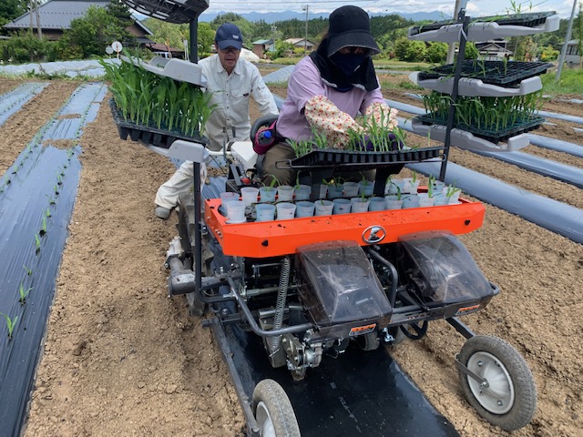 トウモロコシの苗植え作業