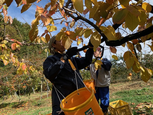 市田柿収穫作業がピーク！！