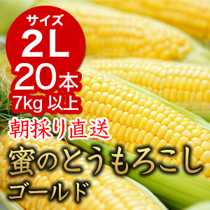 信州産 朝取り直送 蜜のとうもろこし（ゴールドラッシュ）【2Lサイズ/20本】