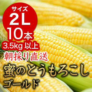 信州産 朝取り直送 蜜のとうもろこし（ゴールドラッシュ）【2Lサイズ/10本】