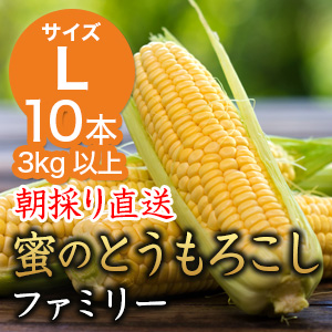 信州産 朝取り直送 蜜のとうもろこし（ゴールドラッシュ）【Lサイズ/10本】