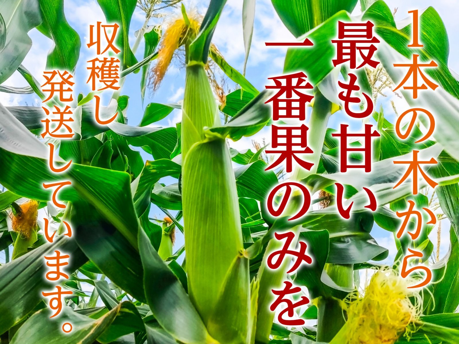 とうもろこし 通販